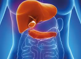 Image of liver, pancreas and gall bladder