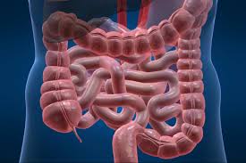 Image of colorectal system